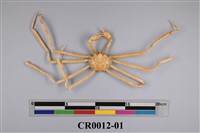 藏品(長足多棘蟹)的圖片